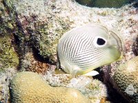 Foureyed Butterflyfish